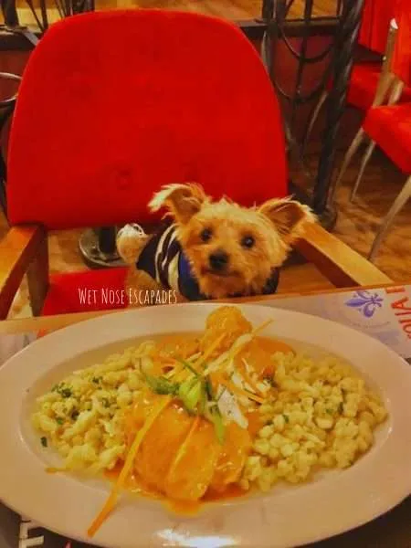 dog friendly restaurants in budapest