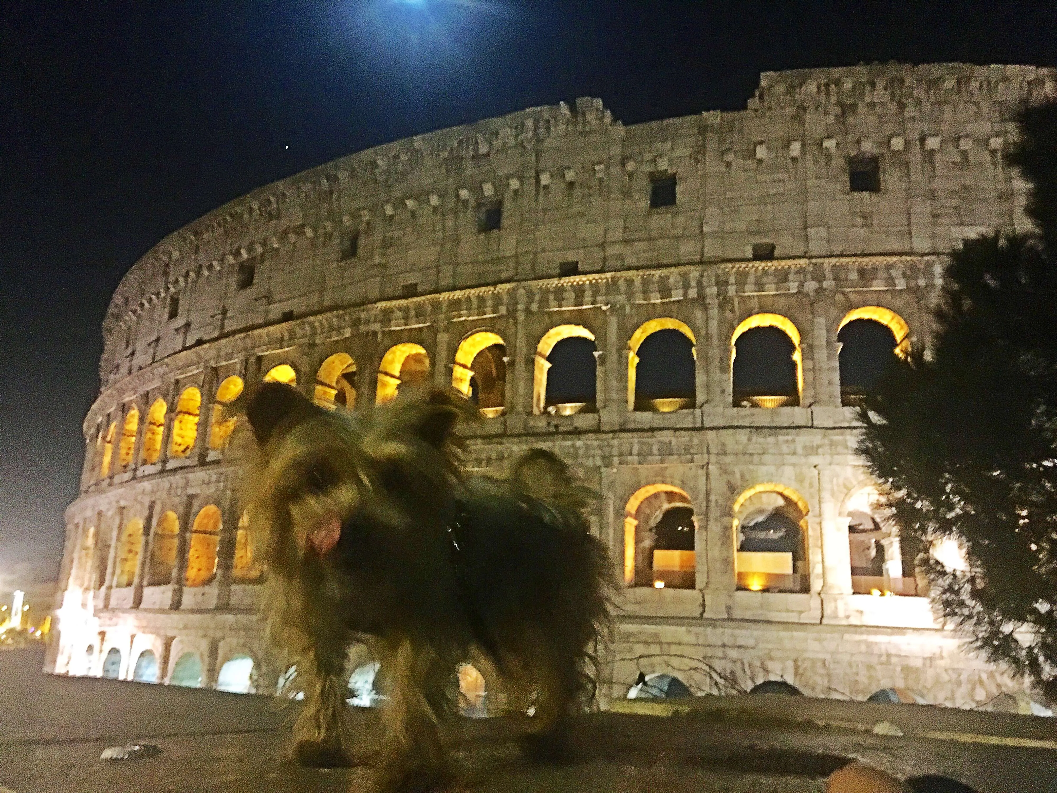 A Yorkie's Food and Health Travel Blog