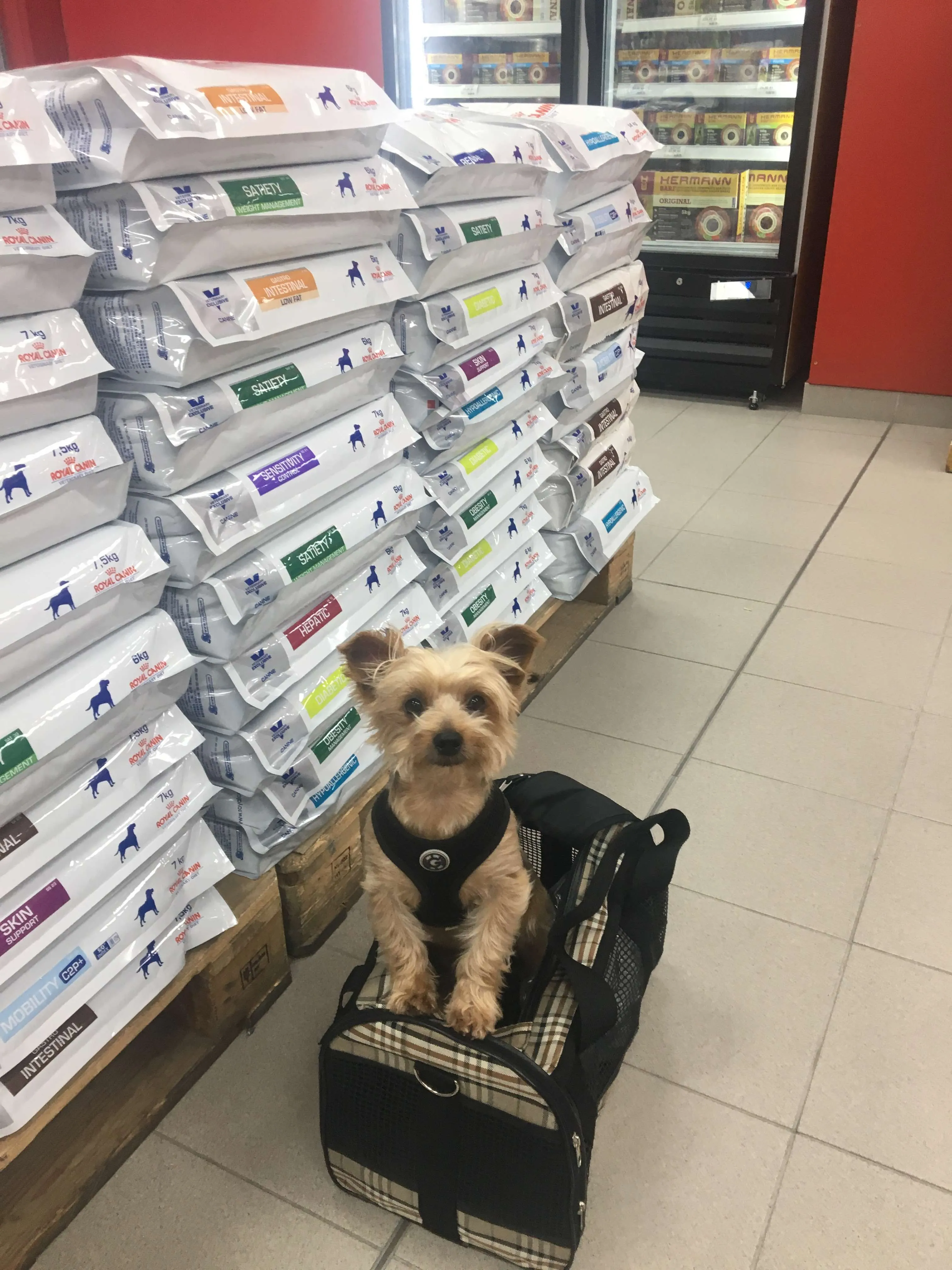 6 MUSTKNOW Tips for International Dog Travel Wet Nose Escapades