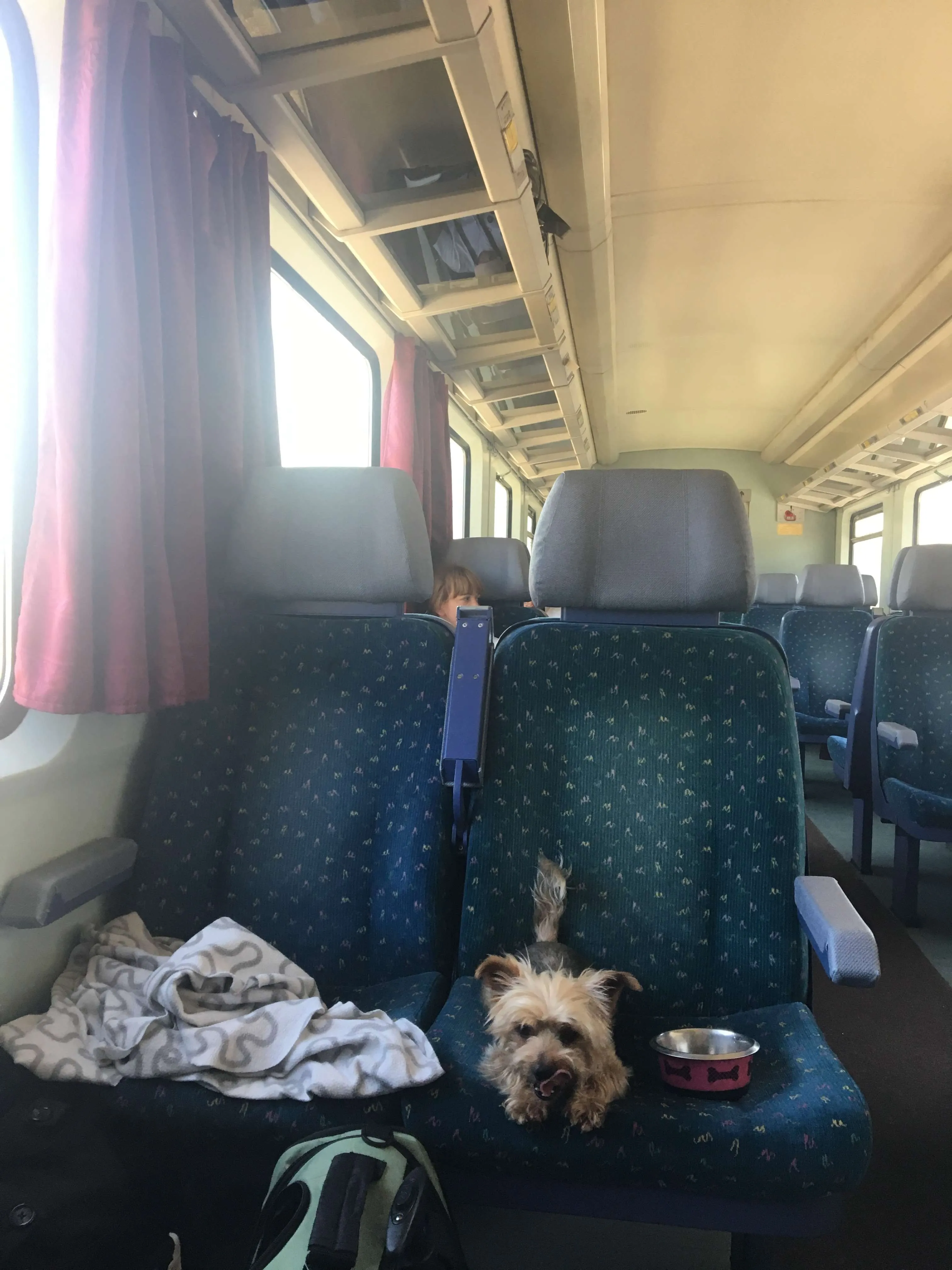 6 MUSTKNOW Tips for International Dog Travel Wet Nose Escapades