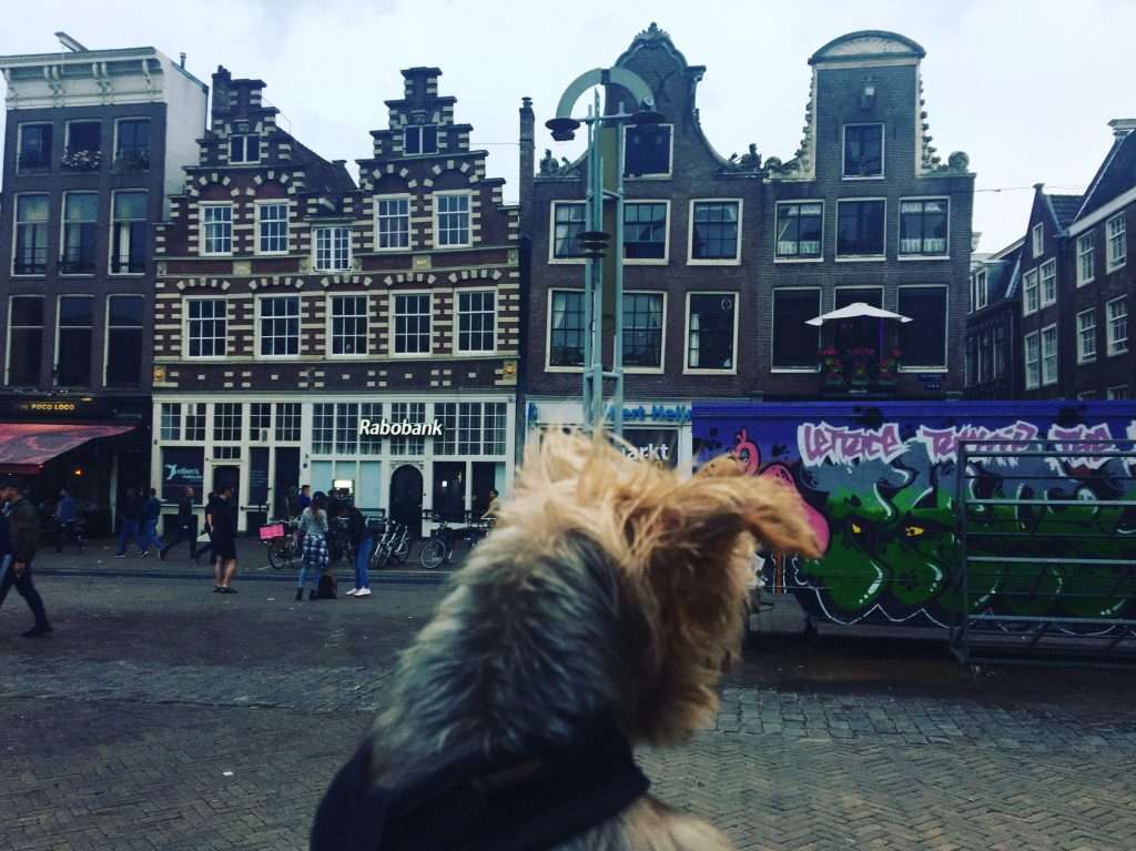 10 MUST-TRY PLACES IN AMSTERDAM, NETHERLANDS: Favorite Stops for FOOD