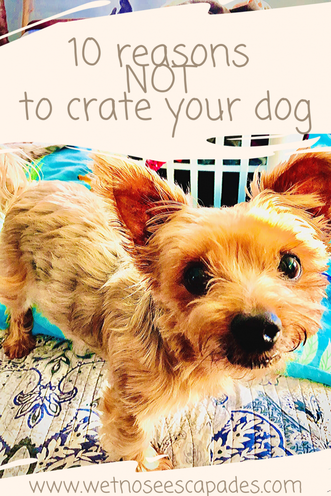 10 Reasons NOT to crate your dog