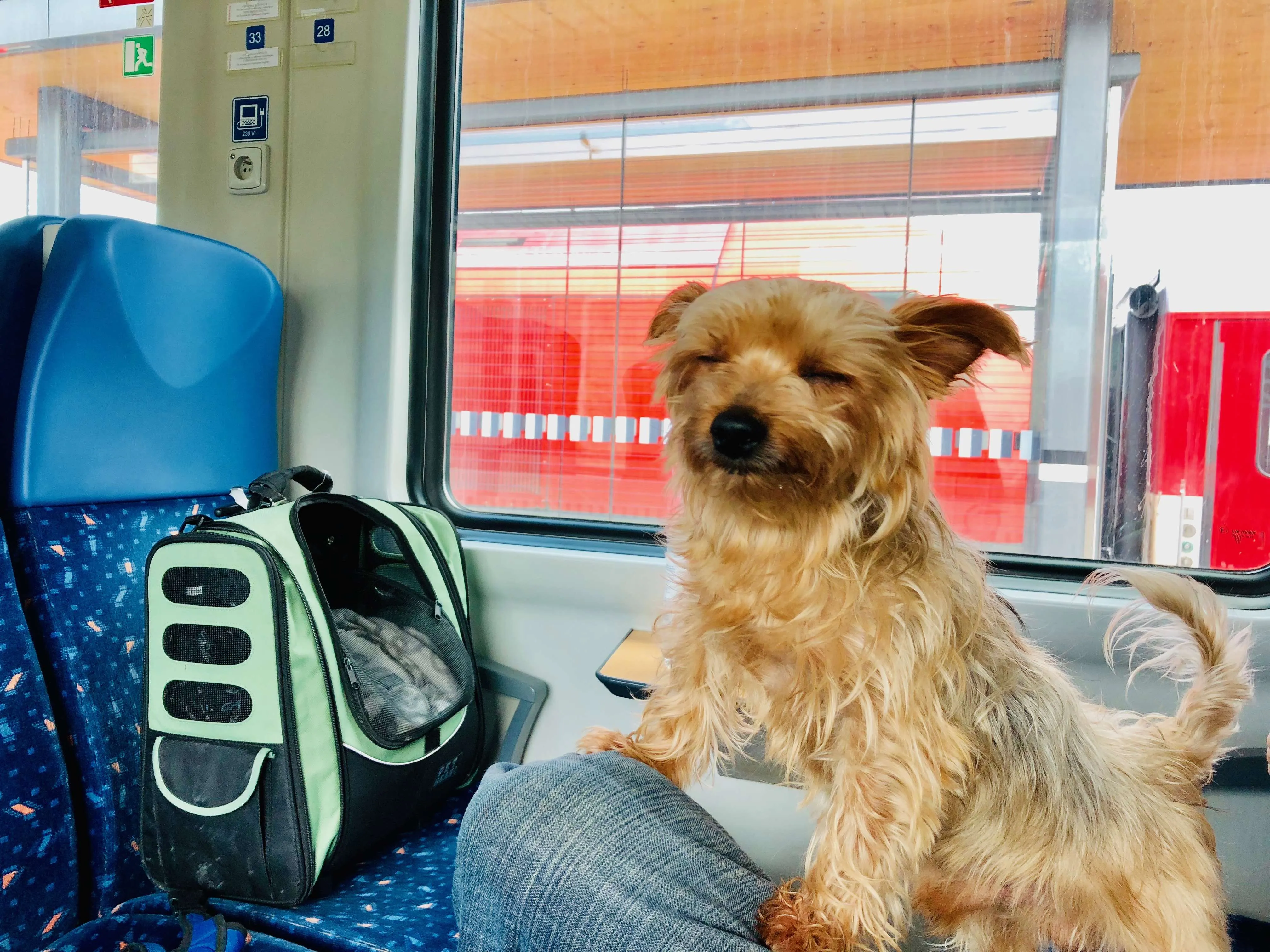 5 Reasons why you should travel with your dog