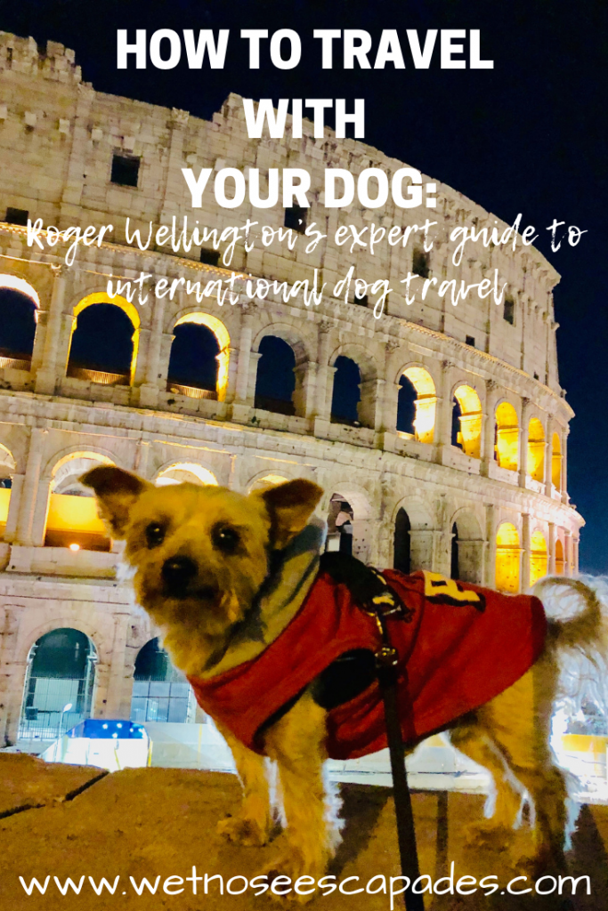 HOW TO TRAVEL WITH YOUR DOG_Roger Wellington’s expert guide to international dog travel