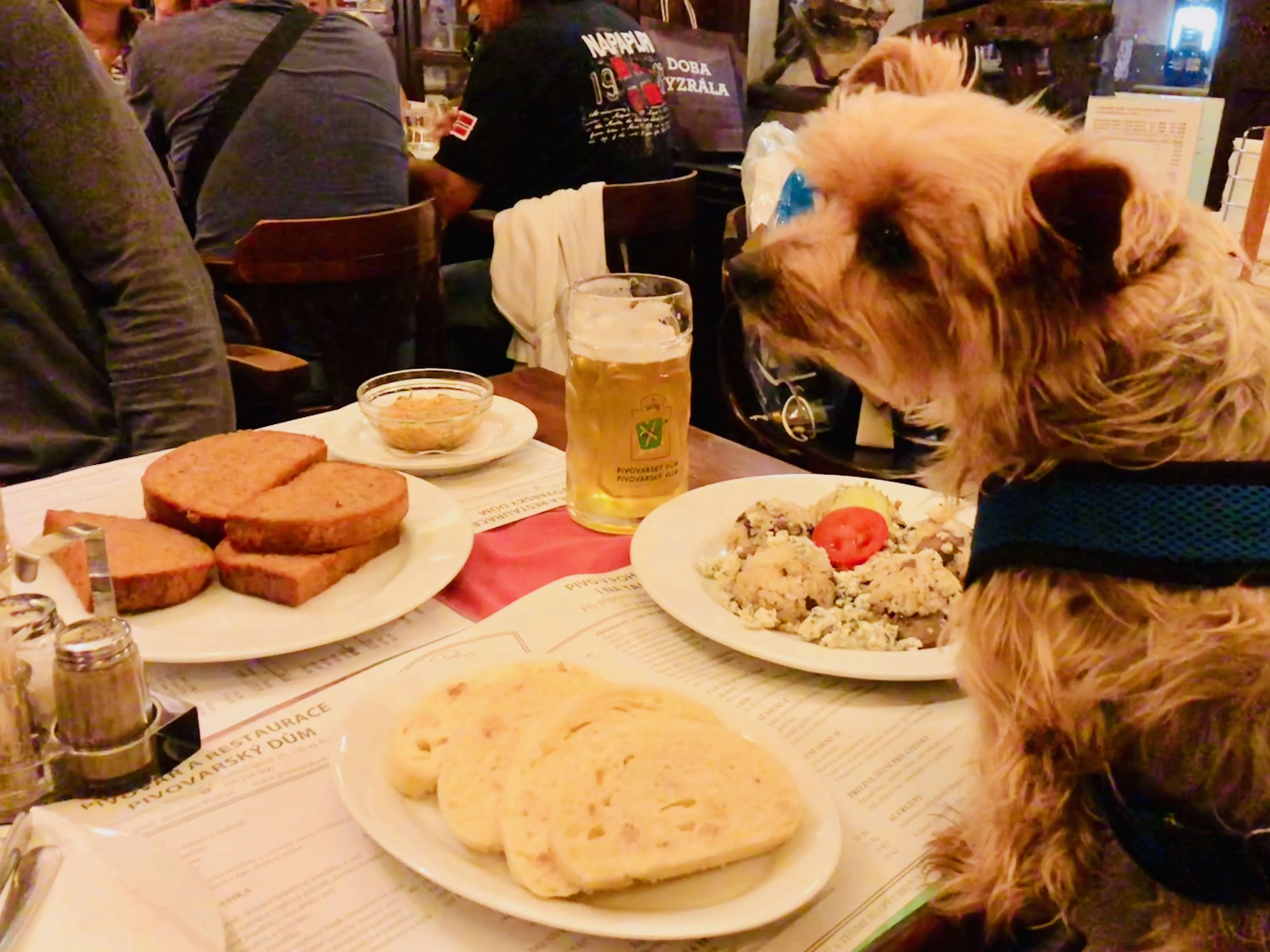 8 Tips on How to Dine with Your Dog