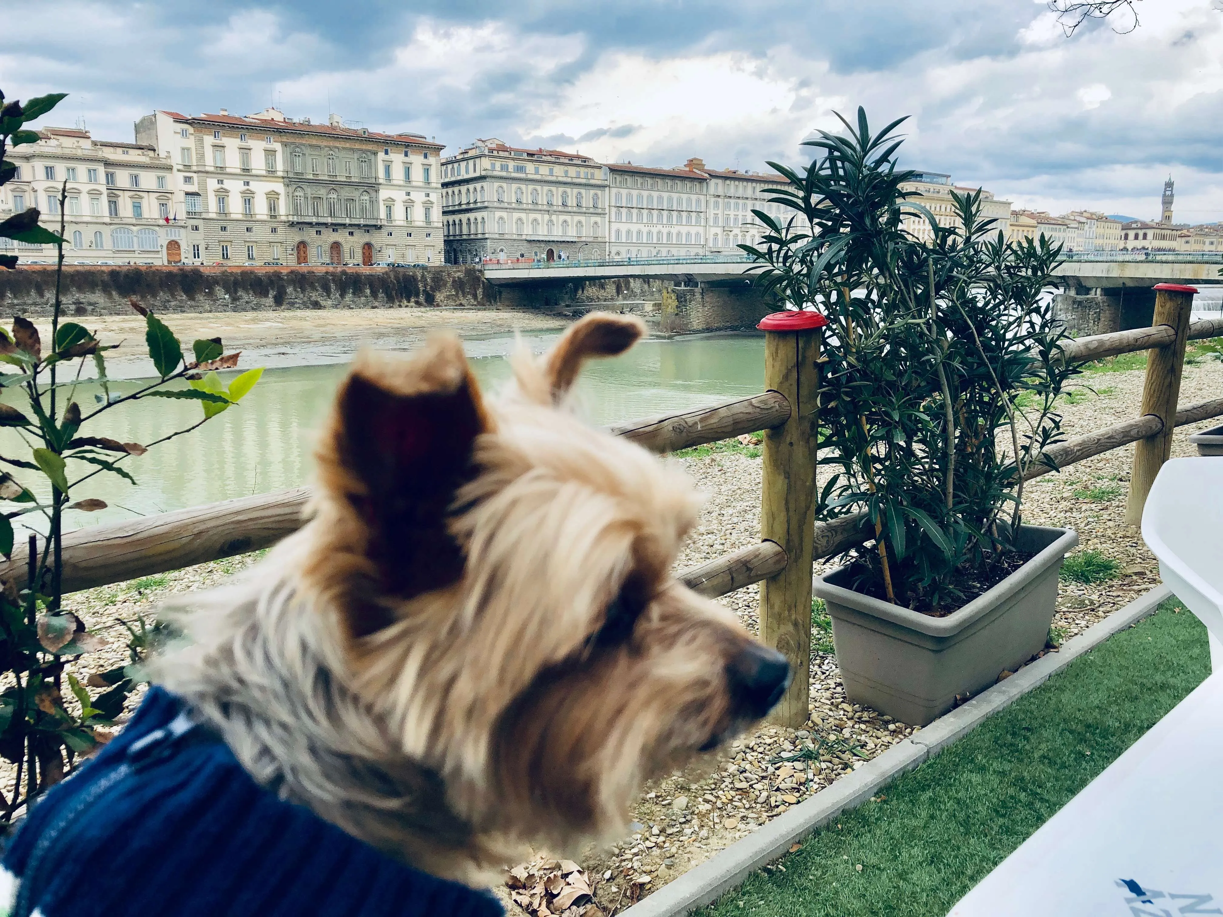 An American dog living in Florence, Italy