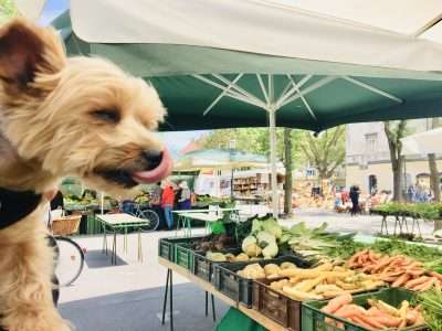 10 PAW-LICKIN’ and healthy dog travel treats