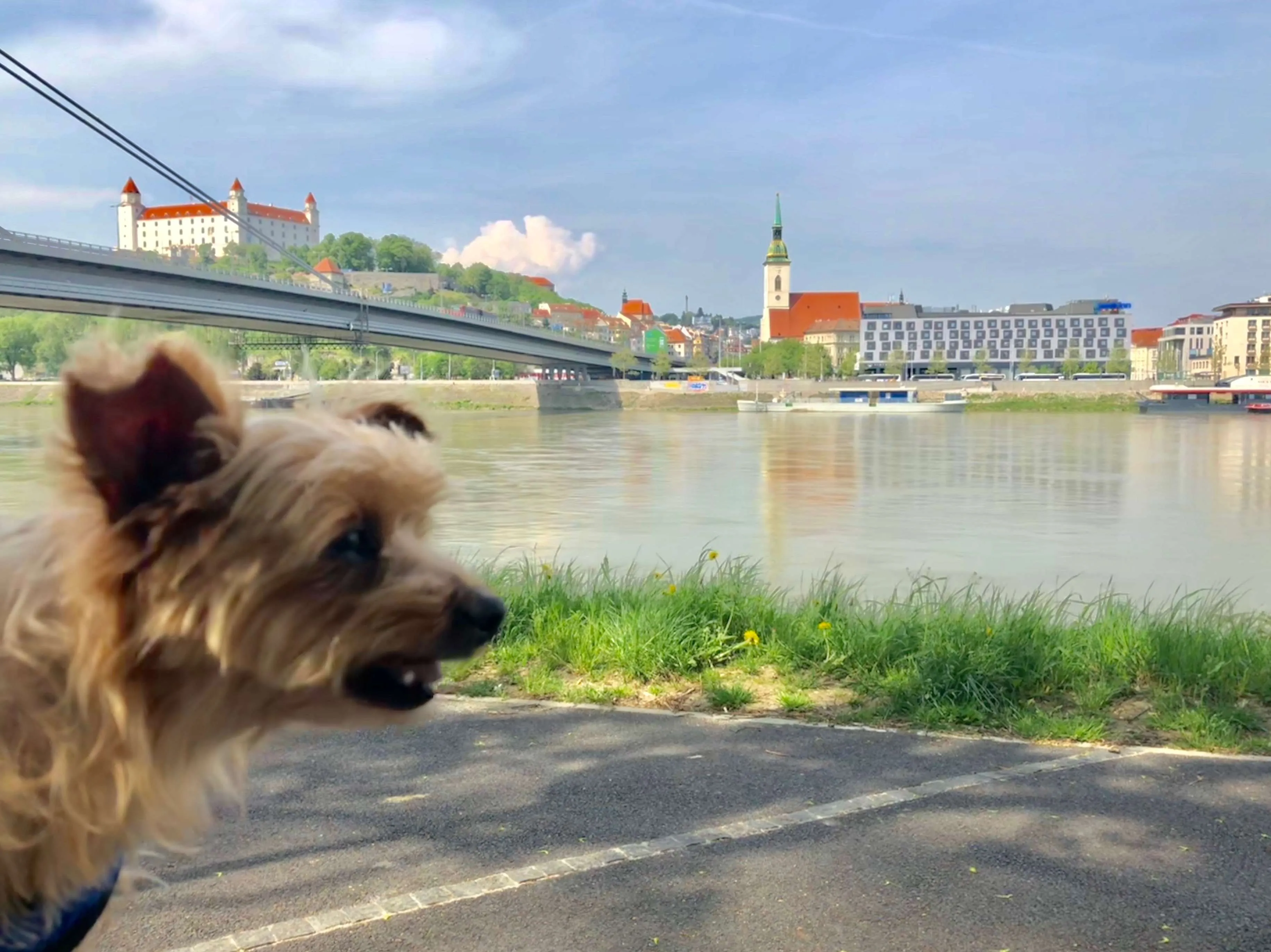 How a yorkie takes on Bratislava, Slovakia