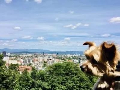 A small dog's escapade in Ljubljana, Slovenia