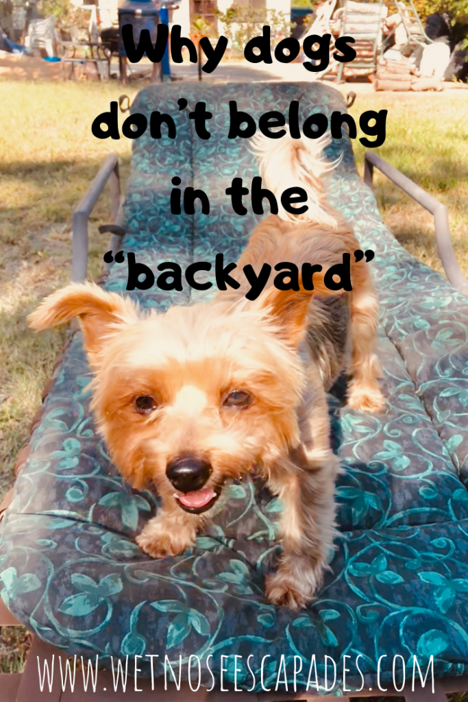 Why dogs don’t belong in the “backyard”