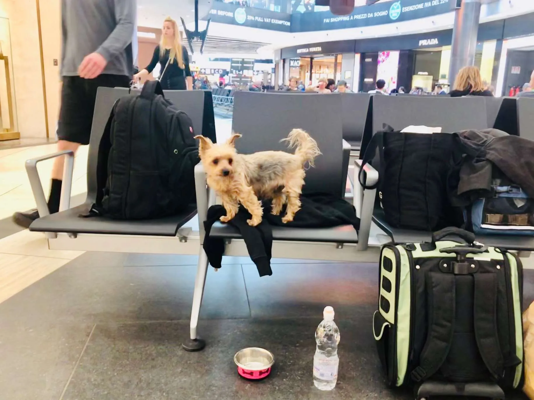 10 Dog Travel Essentials: What to pack for your dog (Part I)