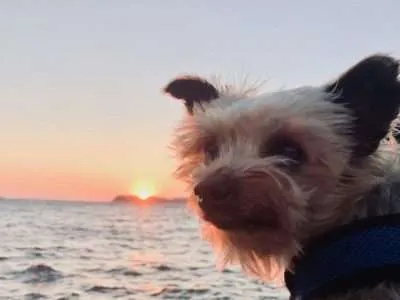 10 Favorite Moments from Roger W., the world traveling yorkie
