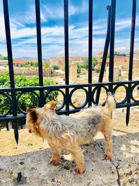 Is Athens, Greece Dog-Friendly? A Yorkie's Guide to Dog Travel in Athens