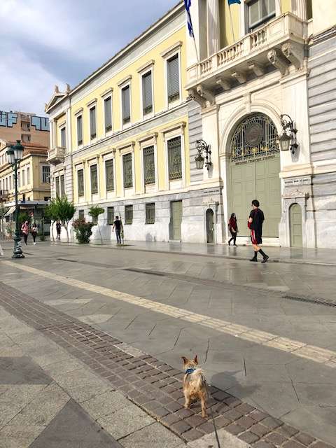 Is Athens, Greece Dog-Friendly? A Yorkie's Guide to Dog Travel in Athens