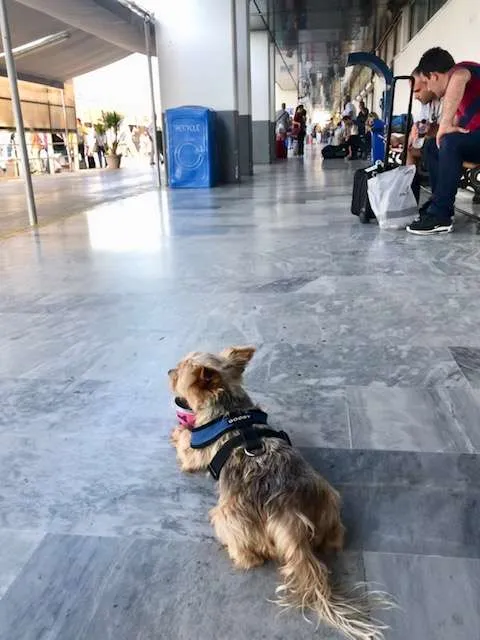 10 Tips for Summer Travel with your dog