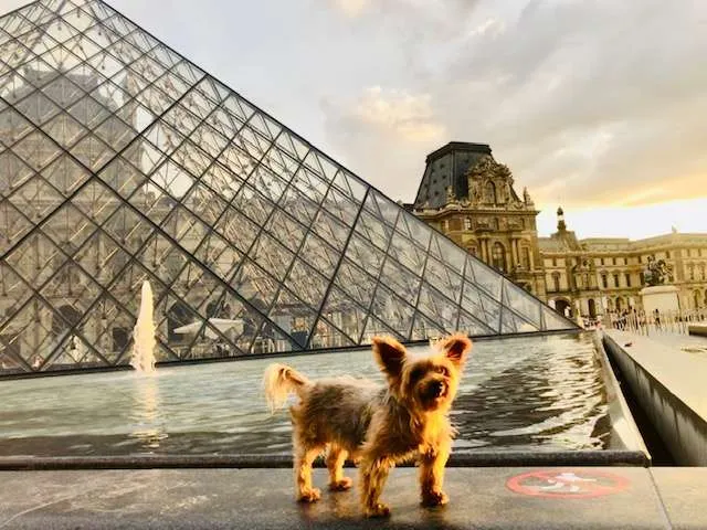 Roger Wellington explores the Louvre: An American dog in Paris!