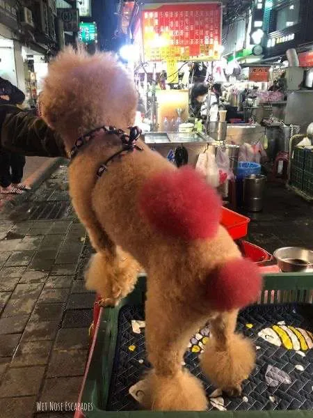 poodle with dyed hair