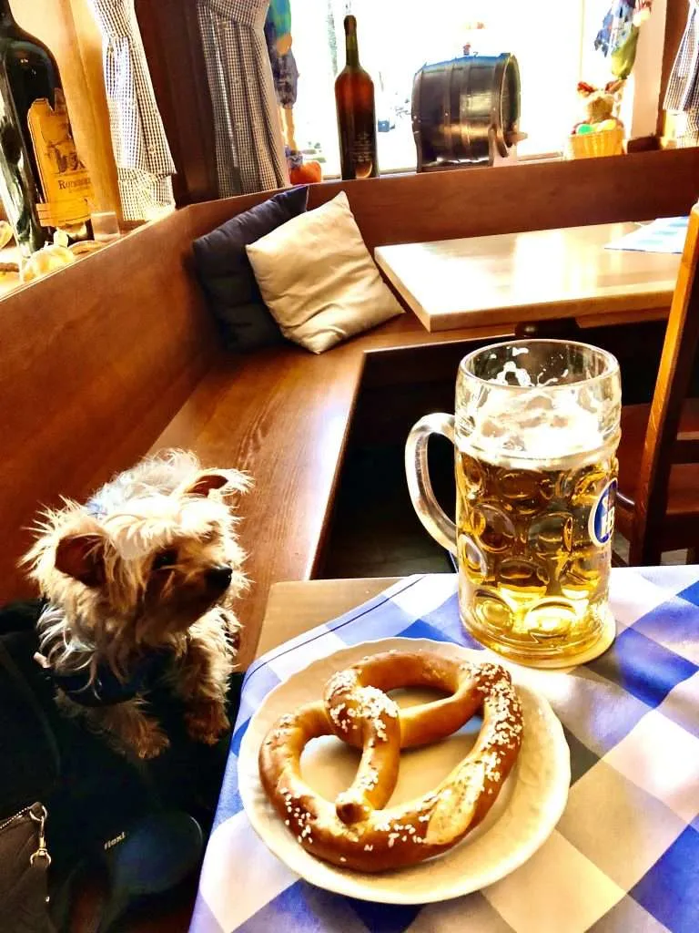 10 Things to do with your dog in Vienna, Austria