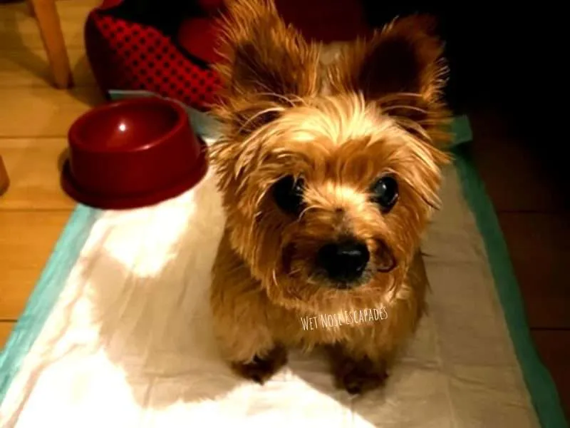 How to train a on sale yorkie to pee on pad