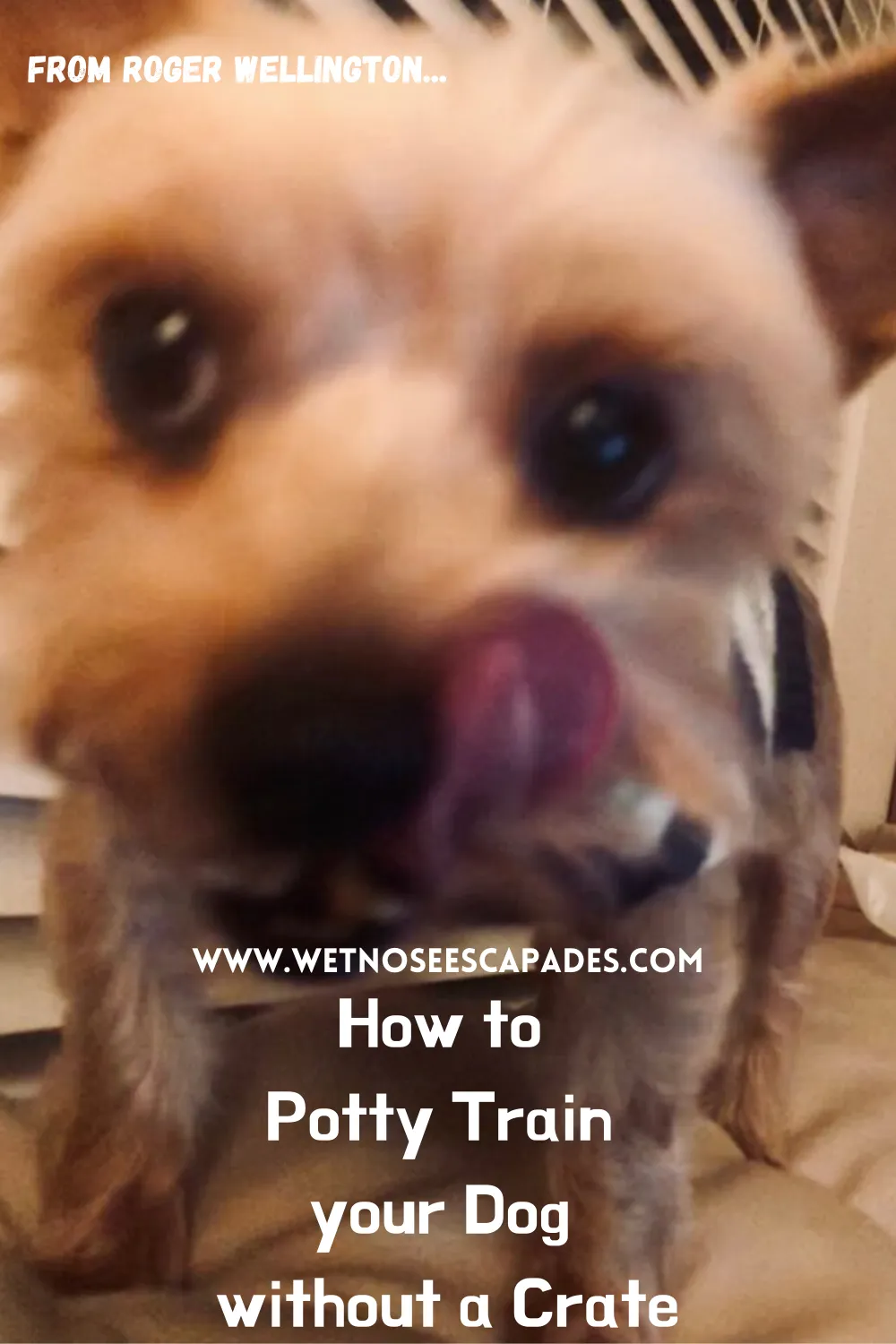 How to Potty Train Your Dog WITHOUT a Crate (2025) - Wet Nose Escapades