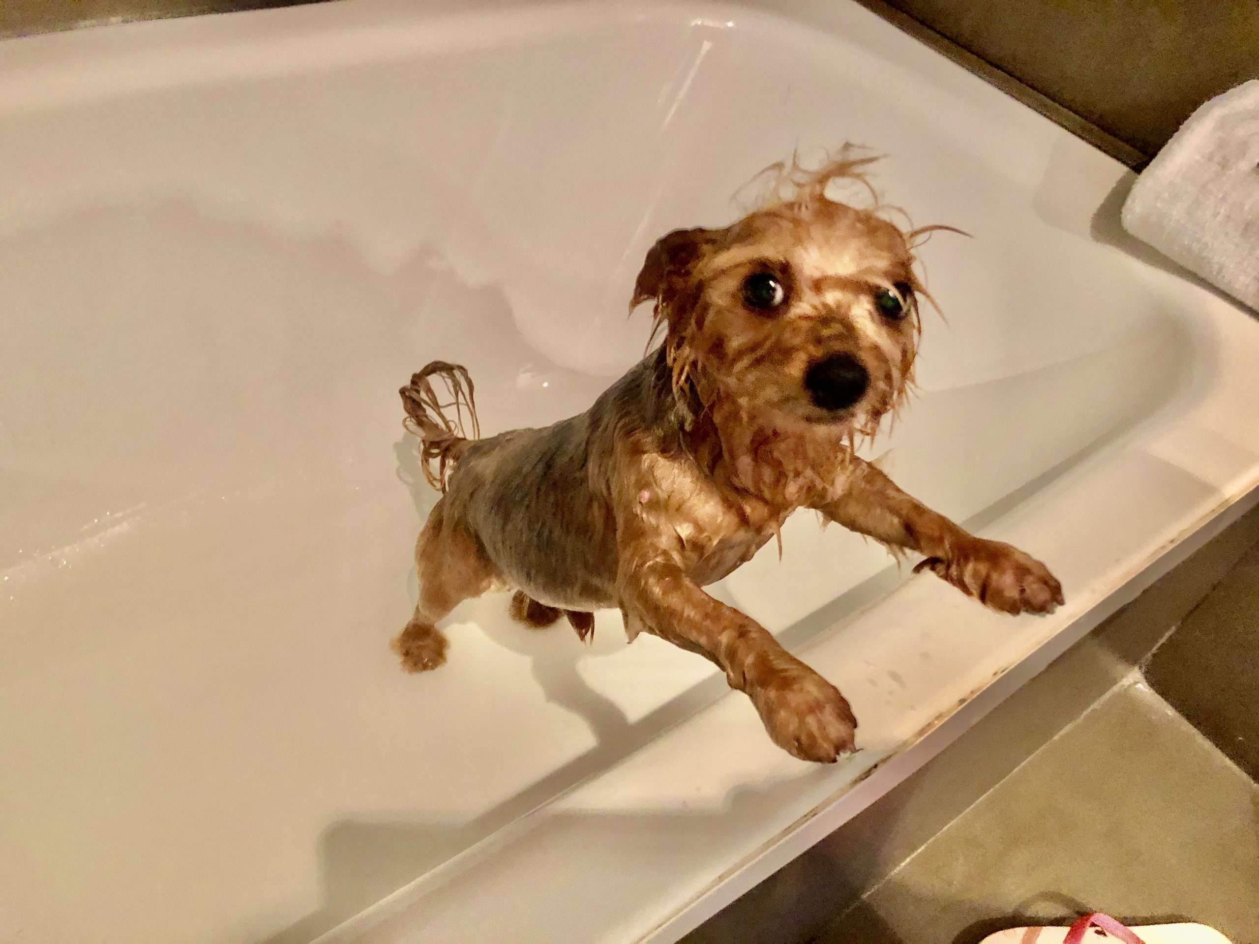 How Dogs Hide From a Bath