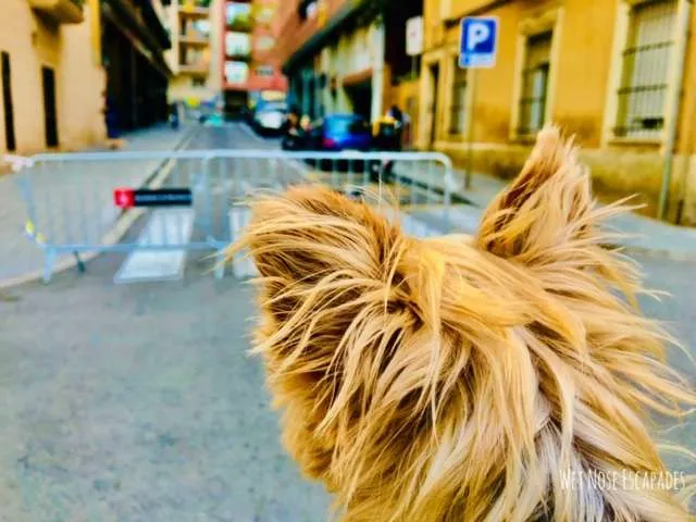 An American Dog in Barcelona Lockdown: Days 35 to 50