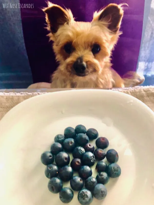 can a yorkie eat fruits?