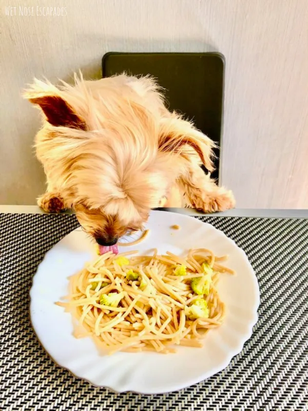 Best diet clearance for yorkies