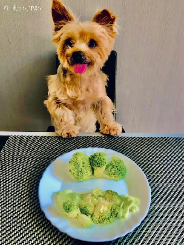 Healthy food 2024 for yorkies