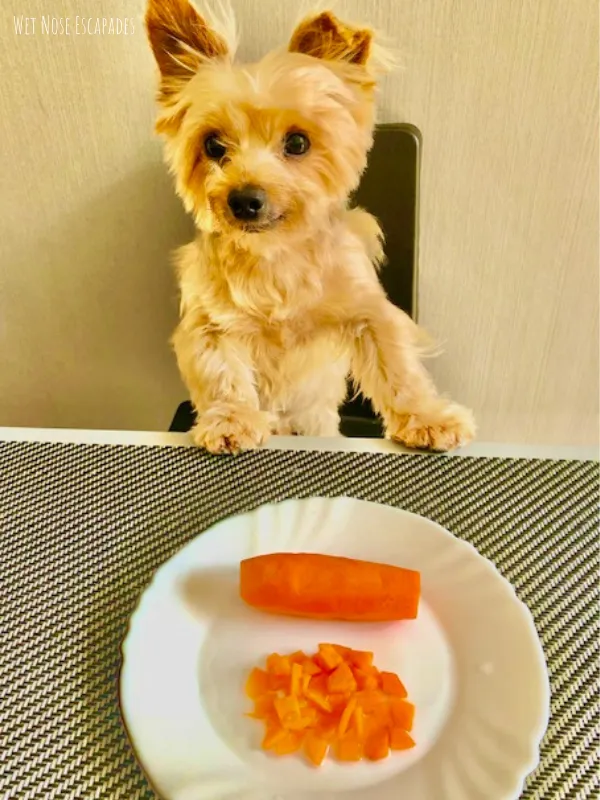 can yorkie puppies eat carrots