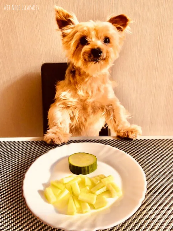 how many times a day does a yorkie eat