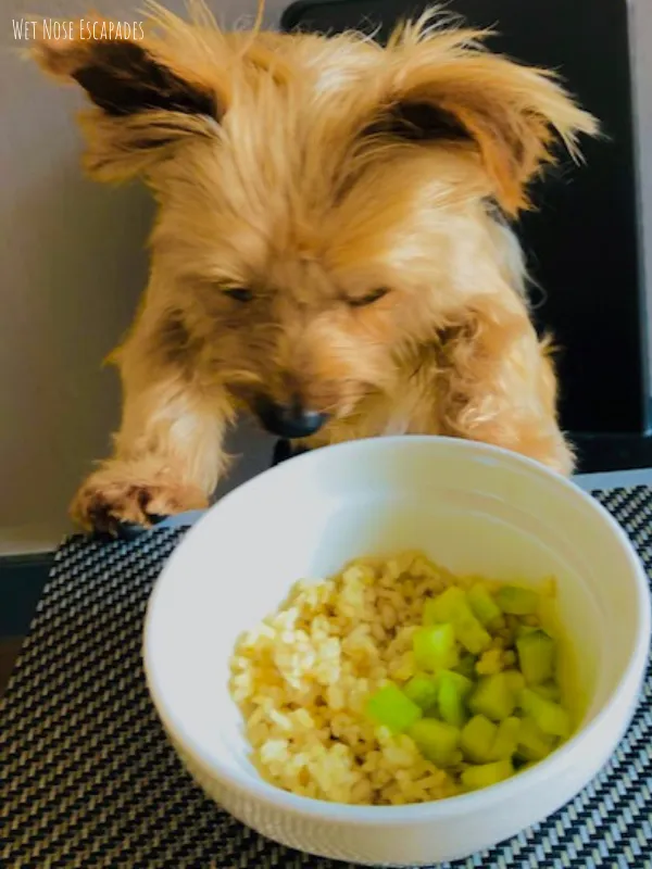 20 BEST Human Foods for Yorkies Updated 2024 Wet Nose Escapades