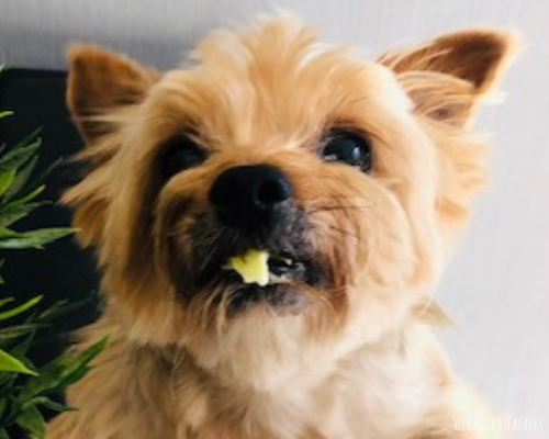 The Sounds of a Yorkie