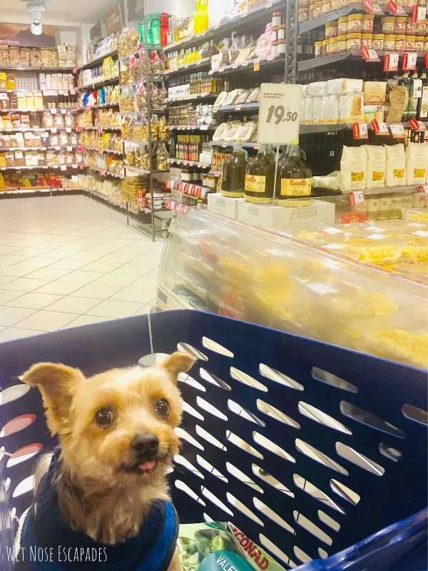 How to spoil your dog or yorkie