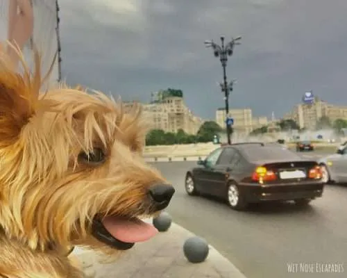 10 Things to do with Your Dog in Bucharest, Romania