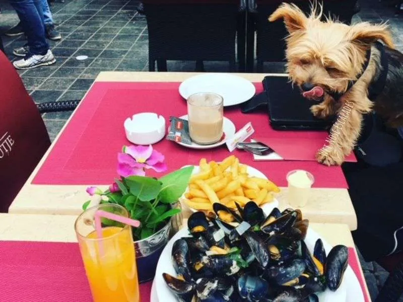 Is Brugge Dog-Friendly? A Yorkie's Guide to Dog-Friendly Places in Bruges, Belgium 