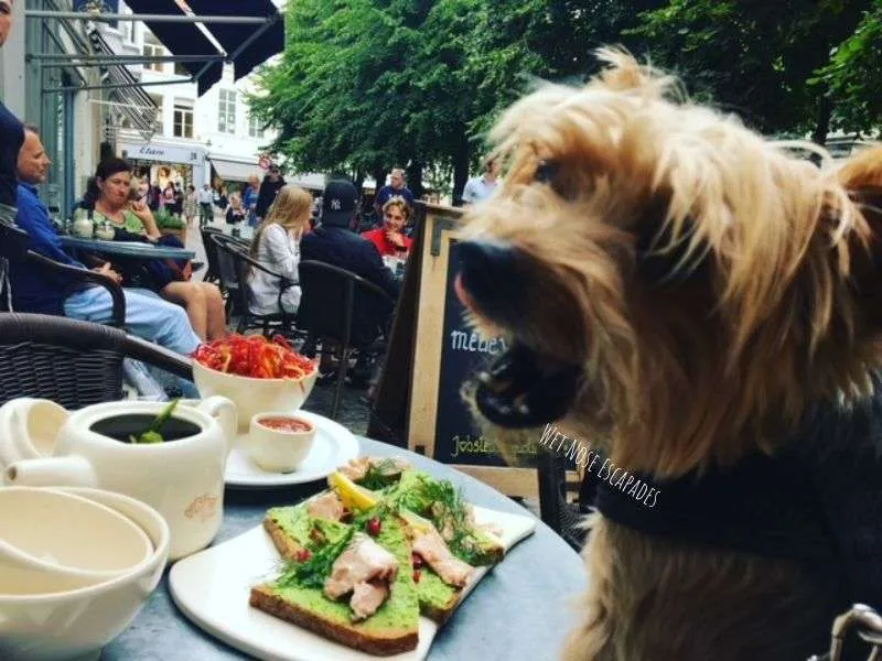 
Is Brugge Dog-Friendly? A Yorkie's Guide to Dog-Friendly Places in Bruges, Belgium 