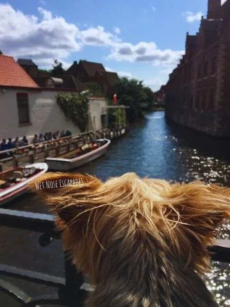 
Is Brugge Dog-Friendly? A Yorkie's Guide to Dog-Friendly Places in Bruges, Belgium 