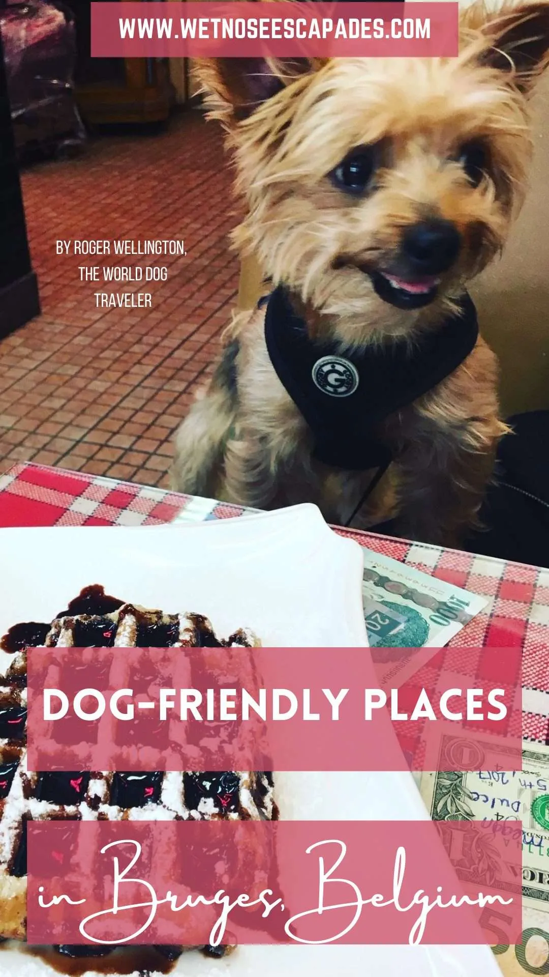 Dog-Friendly Places in Bruges Belgium