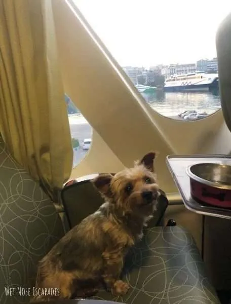 Traveling with your dog to the Greek Islands by ferry