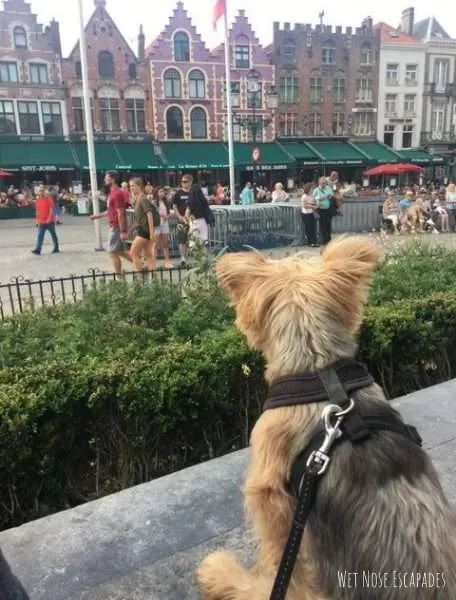 Dog-Friendly Places in Bruges, Belgium