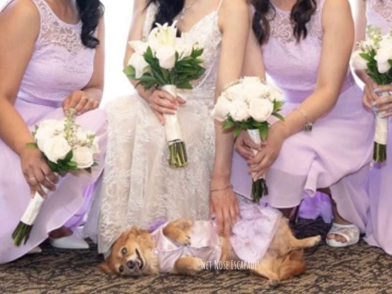dog wedding, papillon dachshund