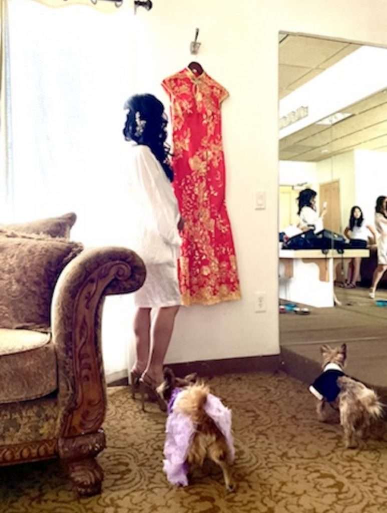 yorkie dog wedding