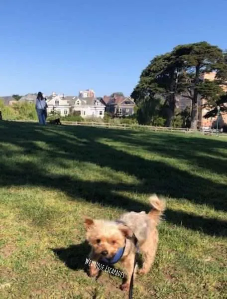 Yorkie Dog at Alamo Square in San Francisco
