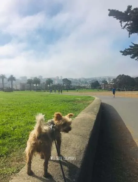 Yorkie Dog at dog friendly park San Francisco