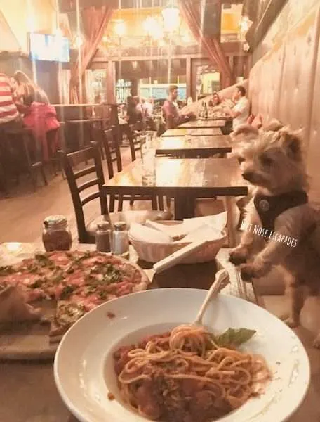 Yorkie Dog dining in San Francisco_dog friendly restaurants in San Francisco
