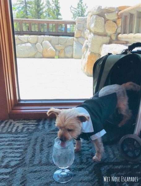 How to Include Yorkies in a Wedding