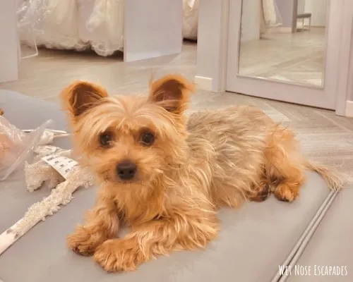 How to incorporate yorkies in a wedding