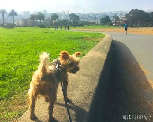 things to do with your dog in san francisco, great meadows