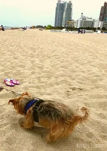dog in miami beach, things to do with your dog in miami